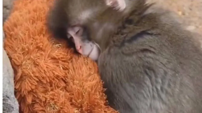 القرد الصغير "بونش" يواجه العالم بدمية (فيديو)