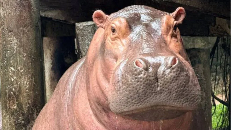 فيديو يحبس الأنفاس.. هجوم فرس النهر يقلب قارباً لخبراء حماية البيئة (فيديو)