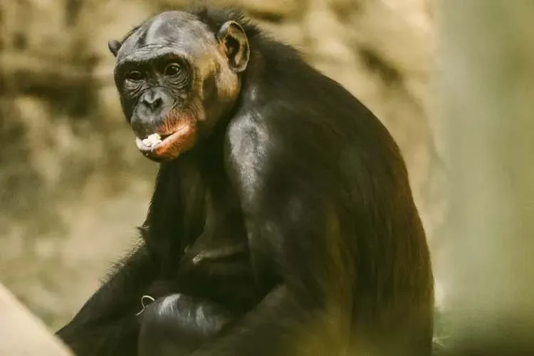 قرد بونوبو يحطم نافذة واقية بحديقة حيوان.. لماذا أغضبه الزوار؟ (فيديو)