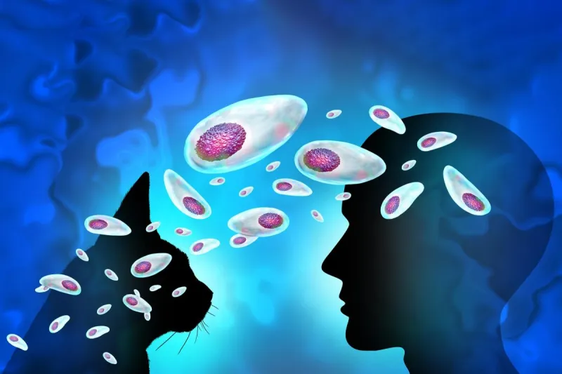 ثلث سكان العالم يحملونه.. فماذا نعرف عن تعقيدات طفيل القطط؟