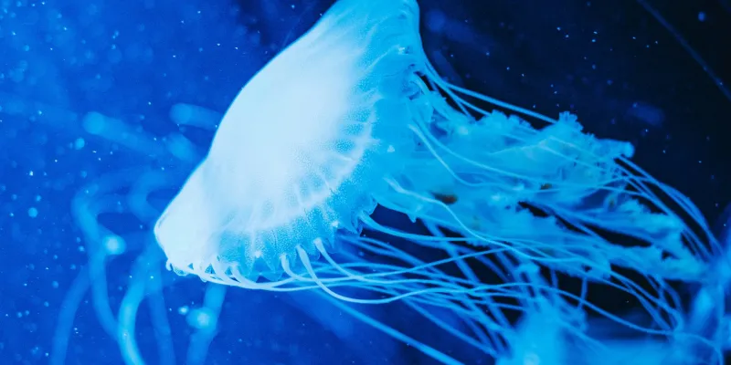 اكتشاف كائن عملاق يكشف أسرارًا جديدة عن الحياة البحرية (فيديو)