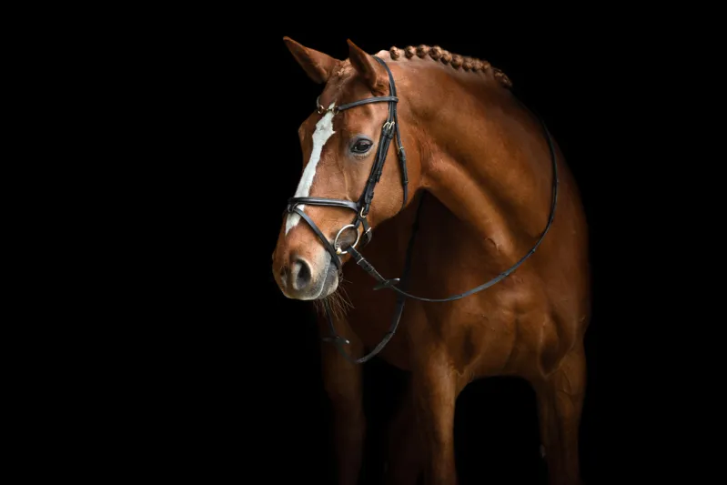 اكتشاف علمي يغير فهمنا لطريقة تواصل الخيول