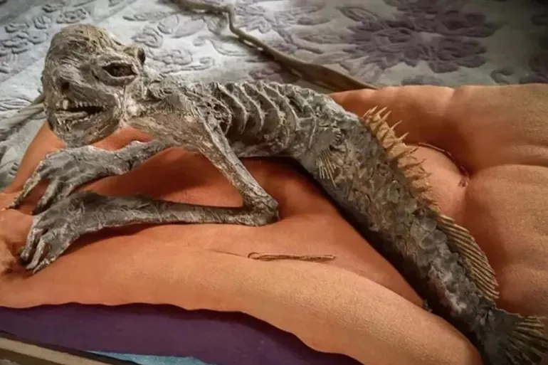 حورية البحر أم مخلوق "الكابا".. ما حقيقة هذه القطعة الغريبة في اليابان؟