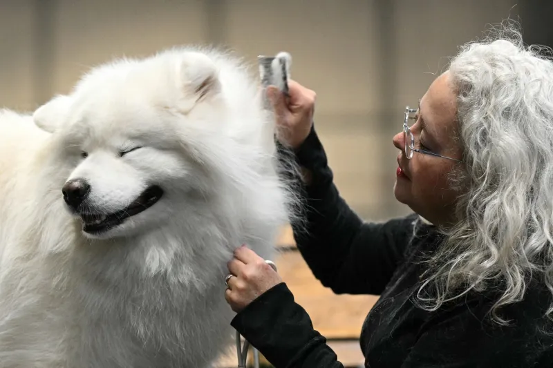 هل يمكن للكلاب الغناء؟ دراسة تكشف عن قدراتها في التناغم الموسيقي (فيديو)