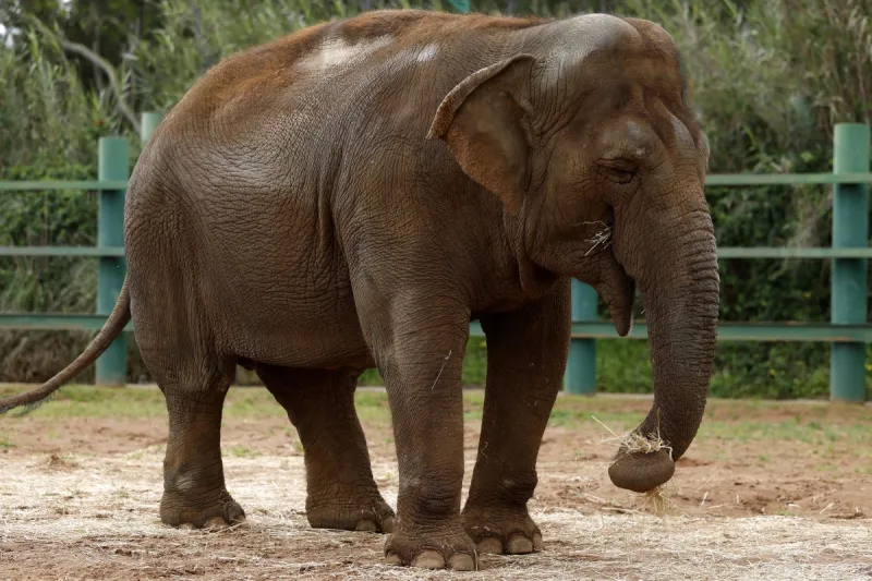 تفتيش إجباري.. فيل يتسبب في وقف حركة المرور  لهذا السبب (فيديو)