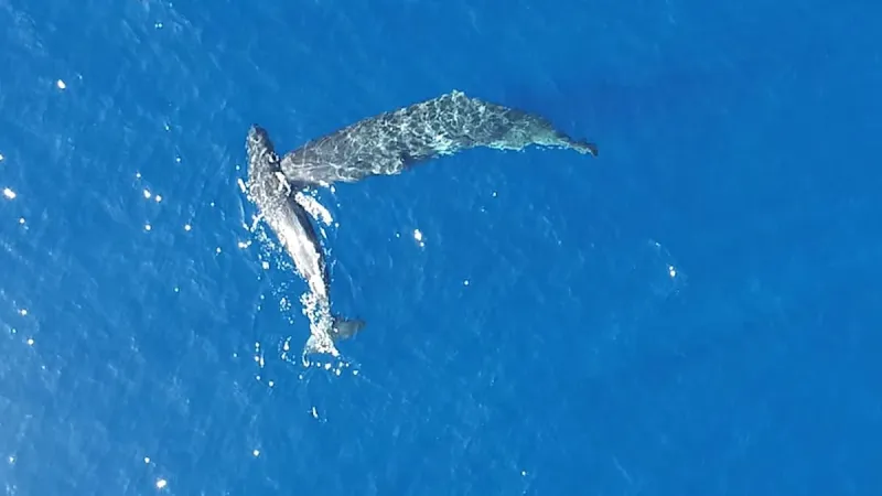 لقطات حية: حيتان العنبر تنطح بعضها دون سبب واضح (فيديو)