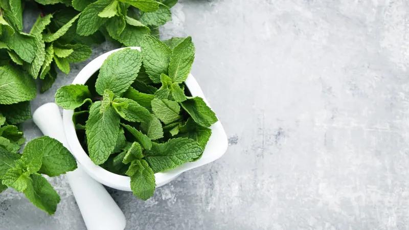 خديعة النعناع.. دراسة تكشف كيف "يغش" المنثول عقولنا لنشعر بالثلج؟