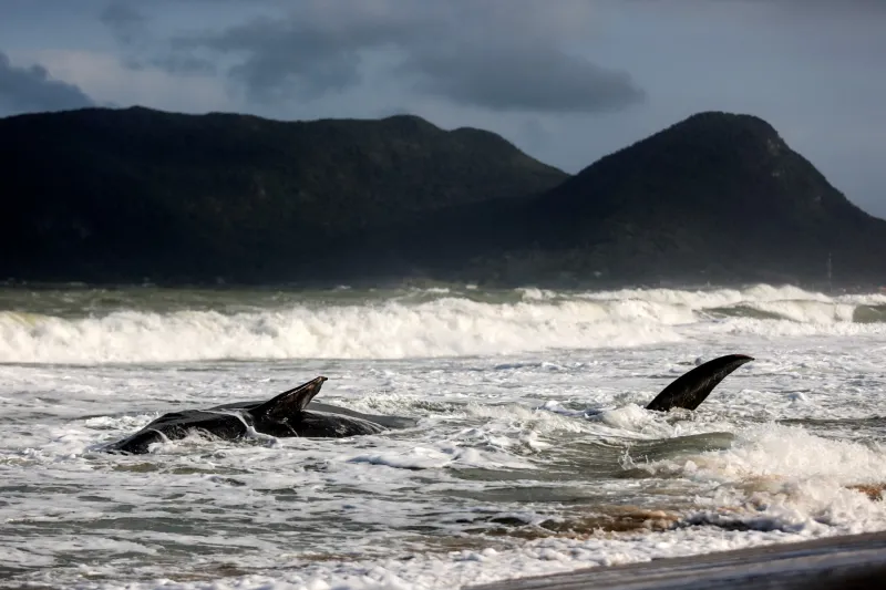 هل يمكن التواصل مع الحيتان؟ دراسة تكشف نظامًا لغويًا معقدًا