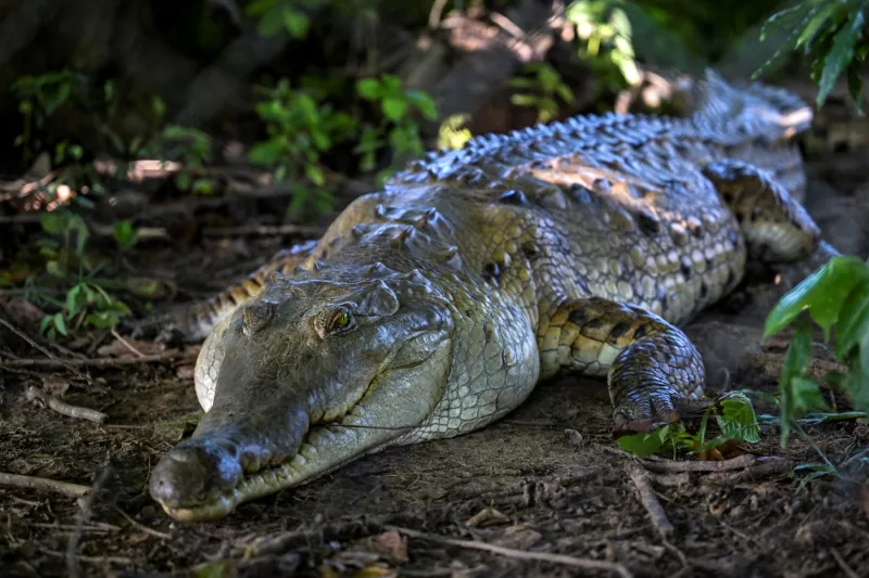 تمساح يقتحم الجولة الأخيرة من بطولة كلاسيك زيورخ للغولف! (فيديو)