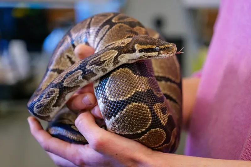 سر في دم الأناكوندا قد يغيّر مستقبل أدوية التخسيس