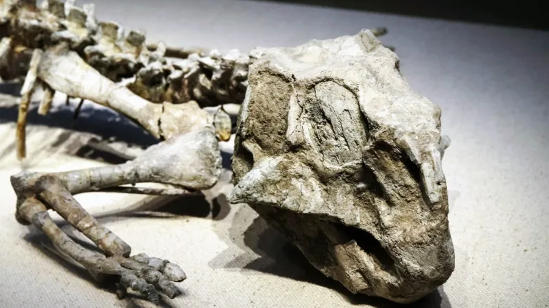 ديناصورات رضيعة تبتلع الحصى منذ أشهرها الأولى.. لغز علمي جديد (فيديو)