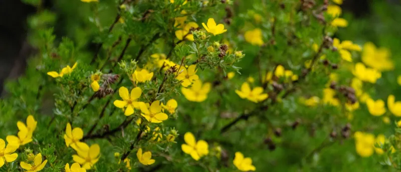 زهرة برية صغيرة قد تصبح سلاحًا ضد الجراثيم الخارقة