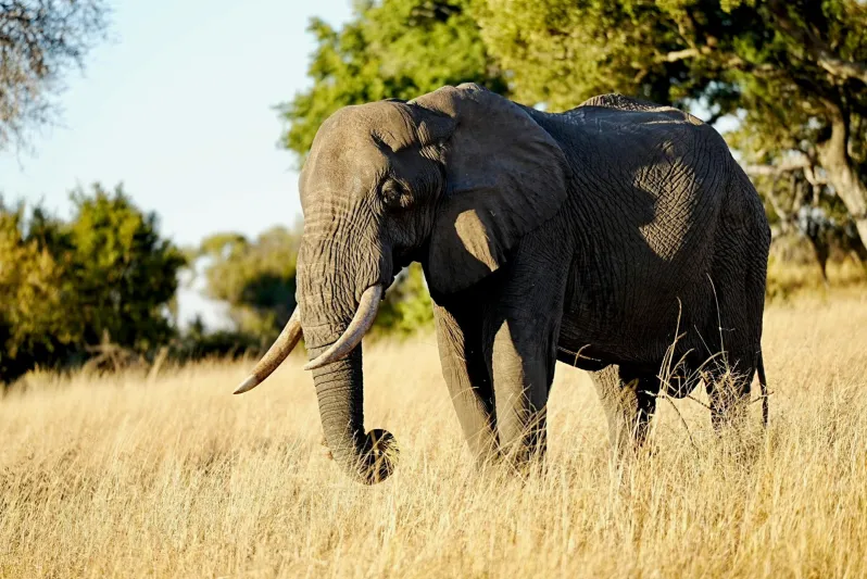 ما الحيوان الذي يستطيع سماع الأصوات على بُعد 160 كيلومترًا؟