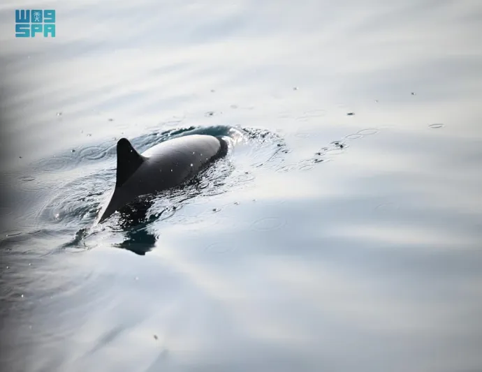 الدلافين ترسم لوحة طبيعية في سواحل فرسان