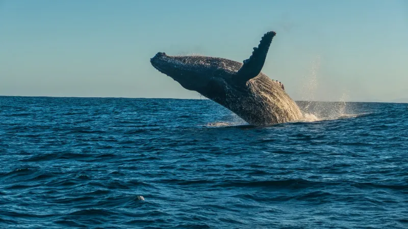 حوت عملاق يفاجئ راكب أمواج (فيديو) 