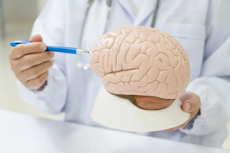 صدمة علمية.. تركيز الميكروبلاستيك في الدماغ يتجاوز الكبد والكلى بمراحل
