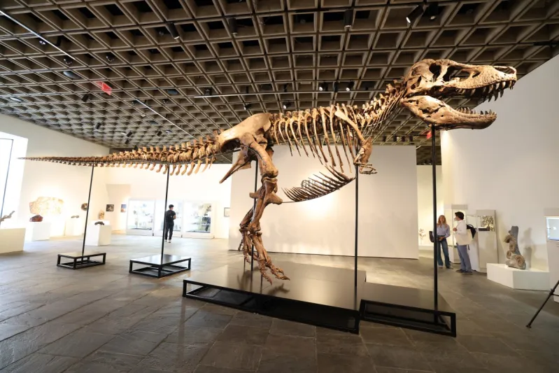 50 مليون دولار لـ"غاس".. مزاد تاريخي يحول "T. Rex" إلى أزمة علمية