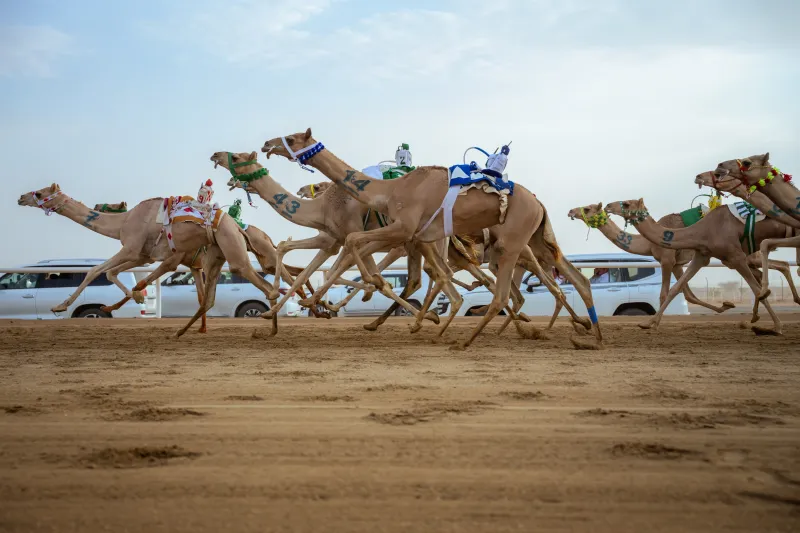 انطلاق النسخة الثامنة لمهرجان الهجن بجوائز تتجاوز 50 مليون ريال 