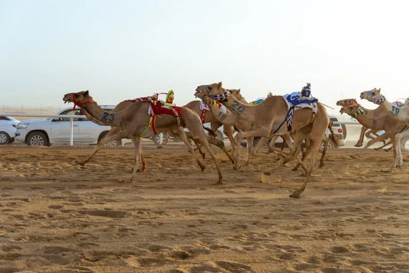 جوائز تتجاوز 400 ألف ريال.. اتحاد الهجن يحتفي باليوم الوطني السعودي بسباقات الجنادرية