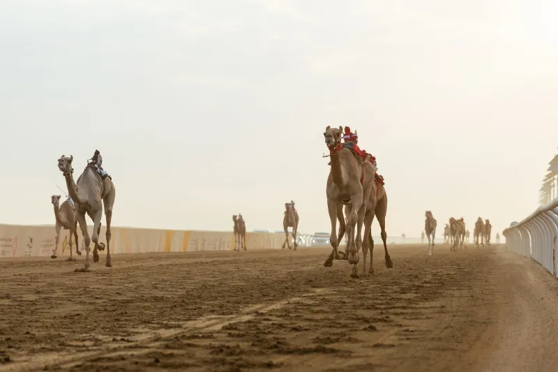 مهرجان ولي العهد للهجن 2026.. الإمارات وعُمان في الصدارة والسعودية تحصد شوطين