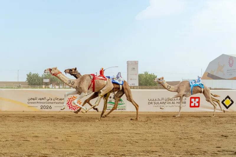6 كؤوس تحسم منافسات «اللقايا» في مهرجان ولي العهد للهجن