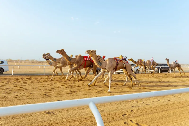أرقام قياسية ومطايا بالملايين.. ماذا ينتظر عشاق الهجن في ختام مهرجان ولي العهد؟