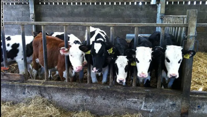 بالصور.. أشهر مطاعم لندن .. خلف القضبان!