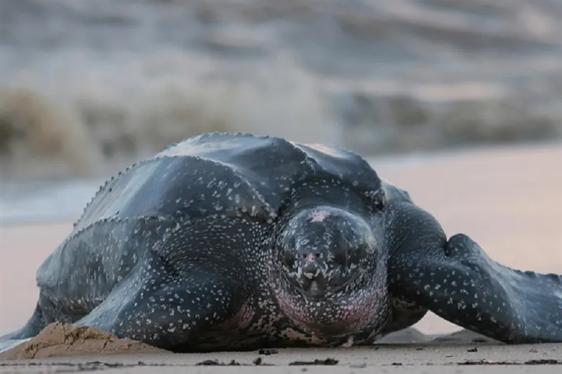 بالصور: سلحفاة متوحشة تخشاها الاسود