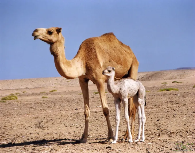 تبوك: ناقة تلد حواراً بوجه يشبه وجه الإنسان (صورة)