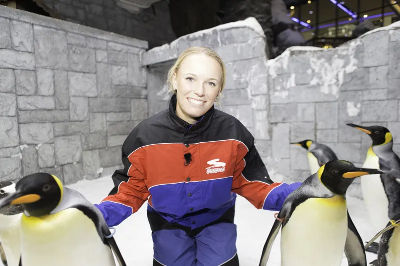 بالصور: نجمة التنس العالمية كارولين فوزنياكي تداعب بطاريق دبي.