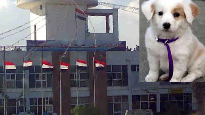 كلب يغير مسار طائرة يمنية ويمنعها من الهبوط