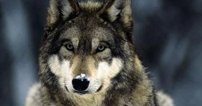 كلب من سلالة خطرة يقتل طفلة وهي نائمة