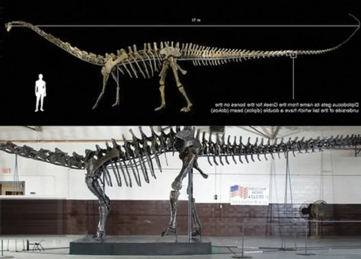 إعمار العقارية تشتري بقايا ديناصور عمره 150 مليون سنة