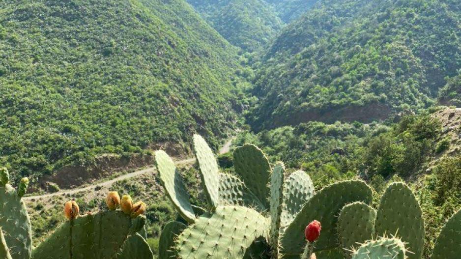 رجال ألمع أيقونة تراثية نابضة في قلب الجبال السعودية