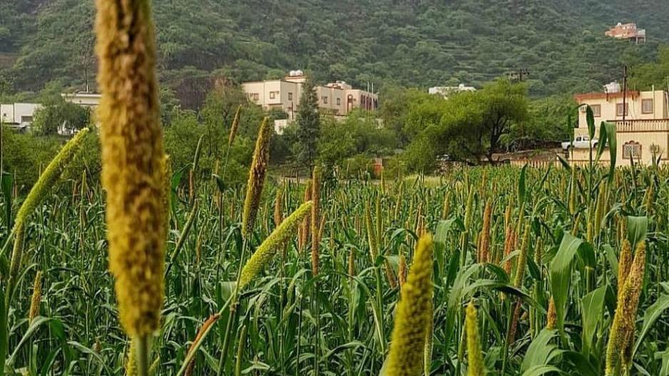 رجال ألمع أيقونة تراثية نابضة في قلب الجبال السعودية