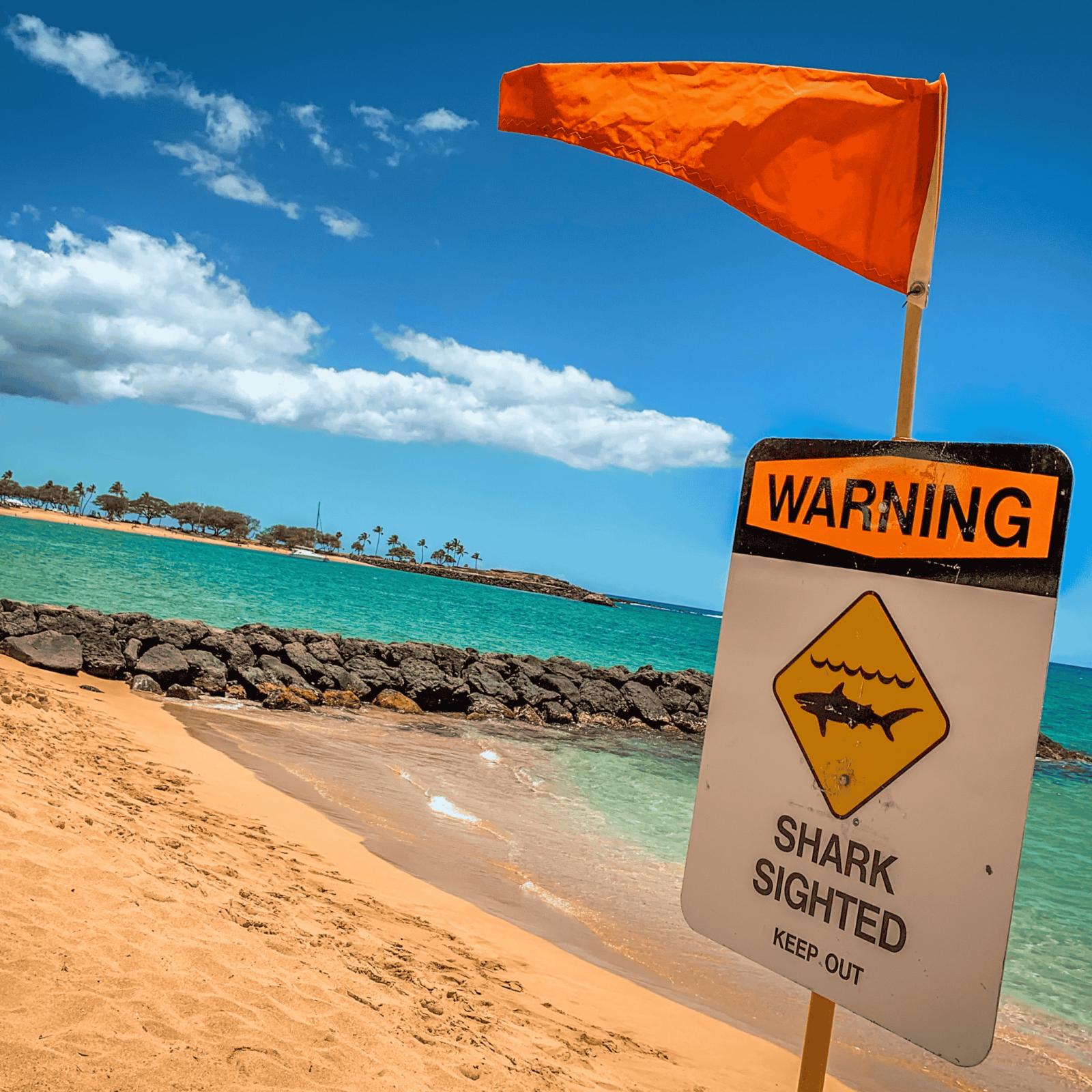 مأساة على شاطئ سيدني.. قرش يقتل رجلًا على الشاطئ (فيديو)