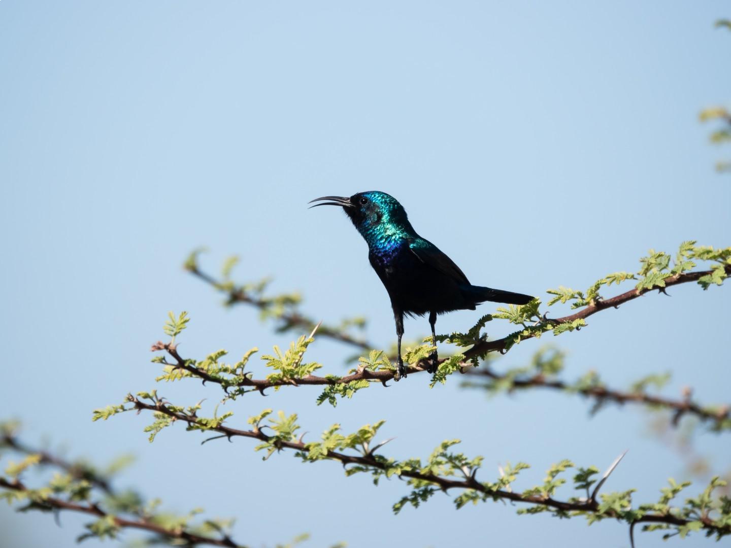 محمية الأمير محمد بن سلمان توثّق 242 نوعًا من الطيور