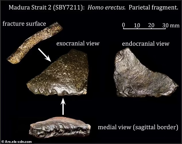 اكتشاف مدينة مدفونة عمرها 140 ألف عام تحت بحر إندونيسيا يُعيد رسم خريطة الحضارات