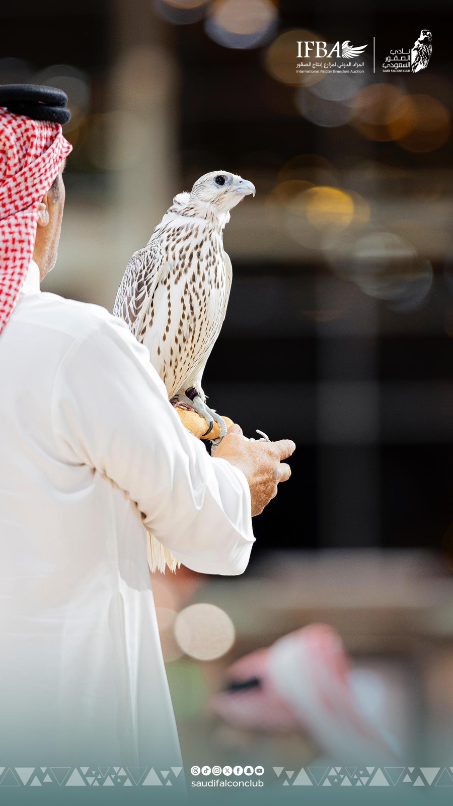 صفقات نادرة تشعل الليلة السابعة للمزاد الدولي للصقور 2025