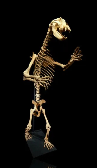 مزاد Heritage Auctions يجمع بين الأحافير والنيازك والأحجار الكريمة