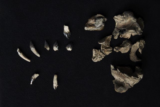 اكتشاف حوت ما قبل التاريخ بحجم إنسان في أستراليا