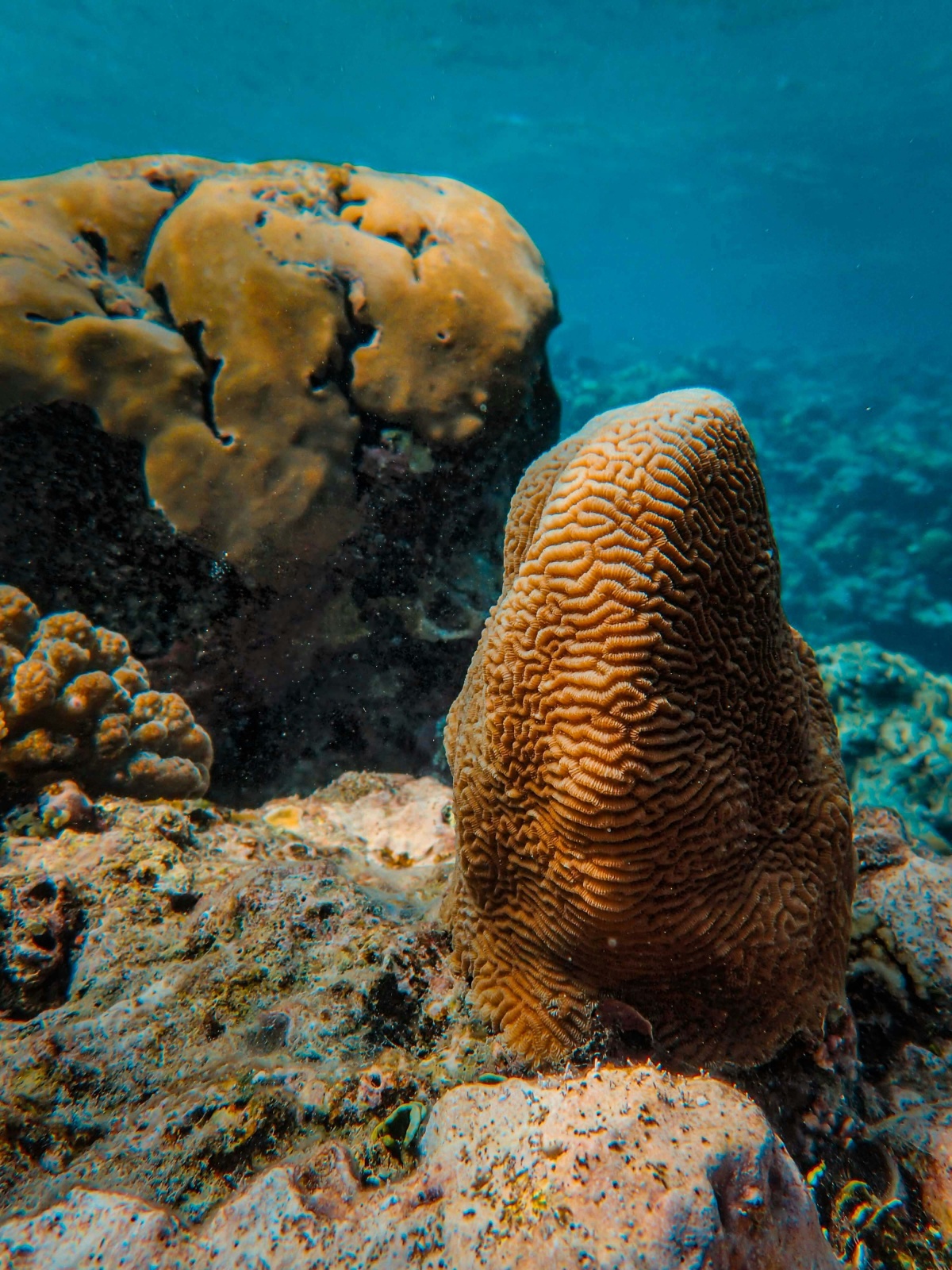 حياة بحرية نابضة بالألوان والحياة وسط ظلمة الأعماق - المصدر: unsplash