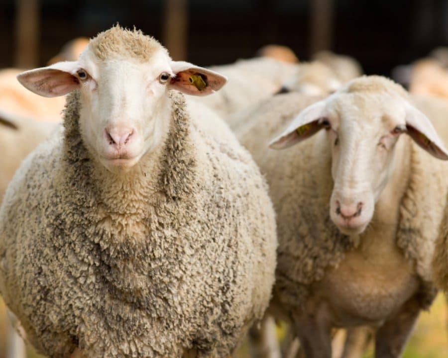 صورة تعبيرية للأضحية