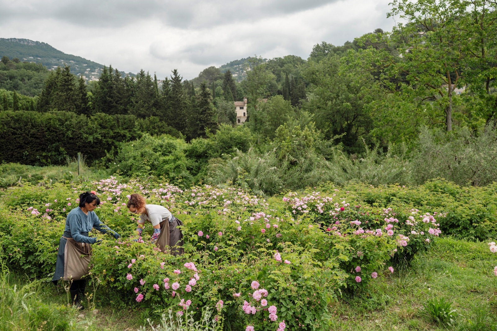 صورة من حقول الورود في جراس أشهر قرية في صناعة العطور 