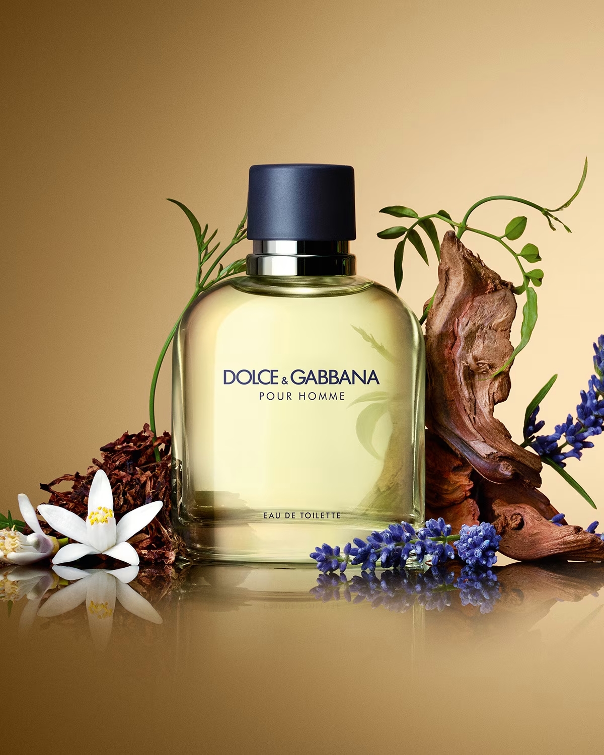 عطر Dolce & Gabbana Pour Homme منعش ومميز بنفحات الفانيلا والعنبر
