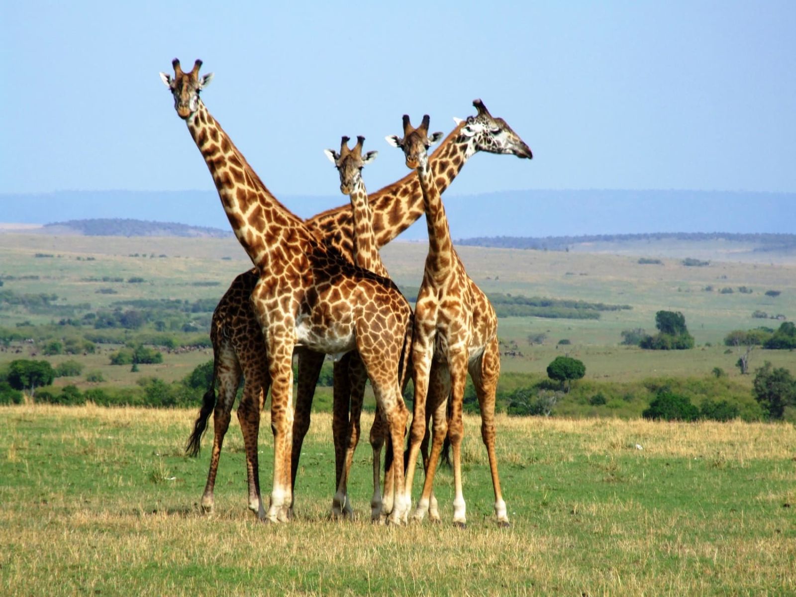 مشهد طبيعي لزرافات تجتمع وسط البرية في منتزه نيريري الوطني في تنزانيا