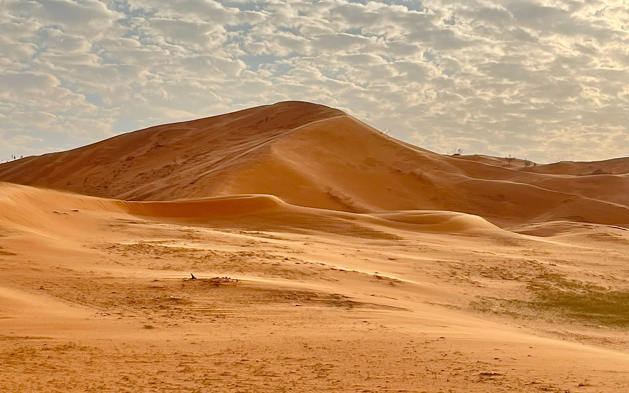 صحراء النفود 