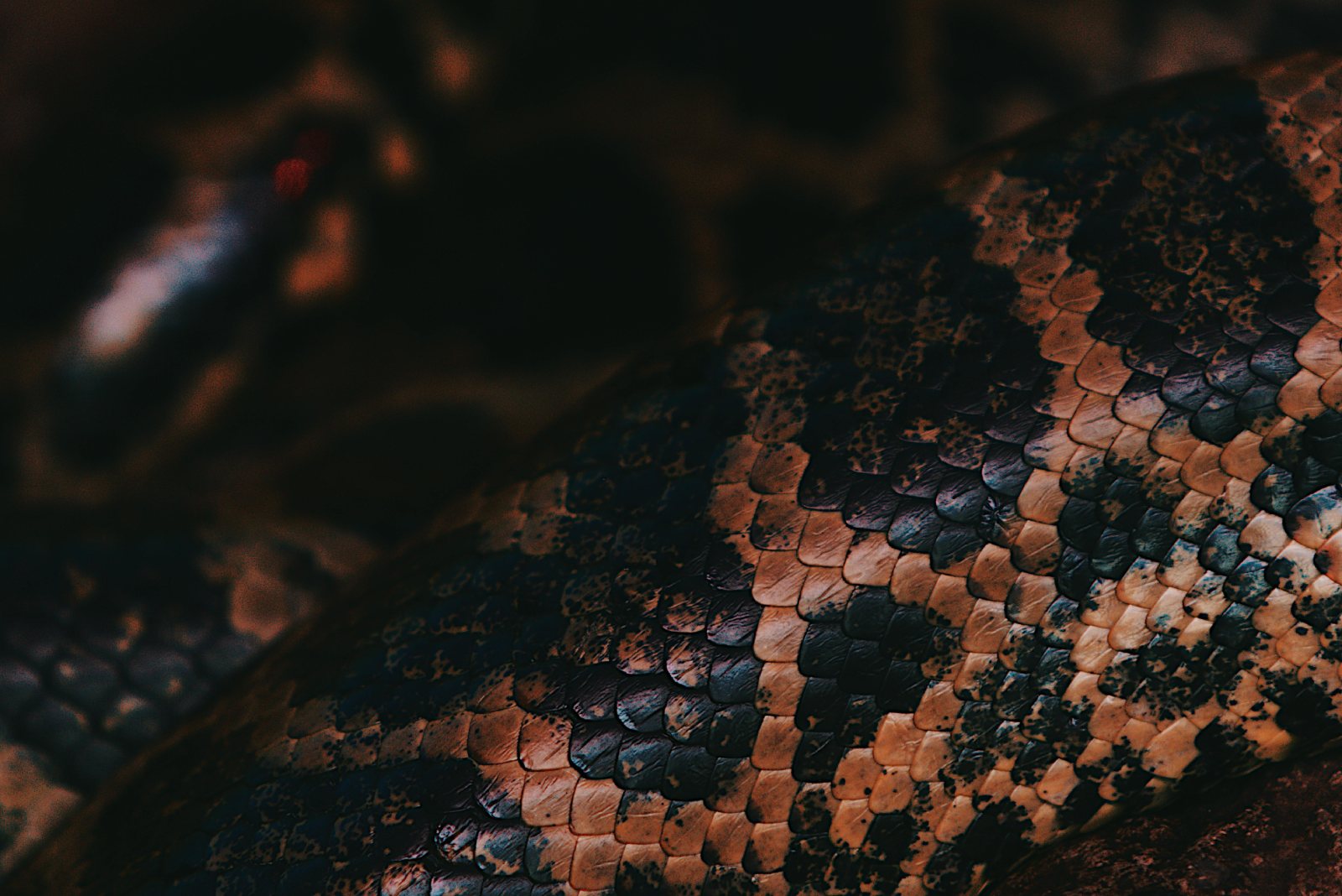 المصدر: Pexels