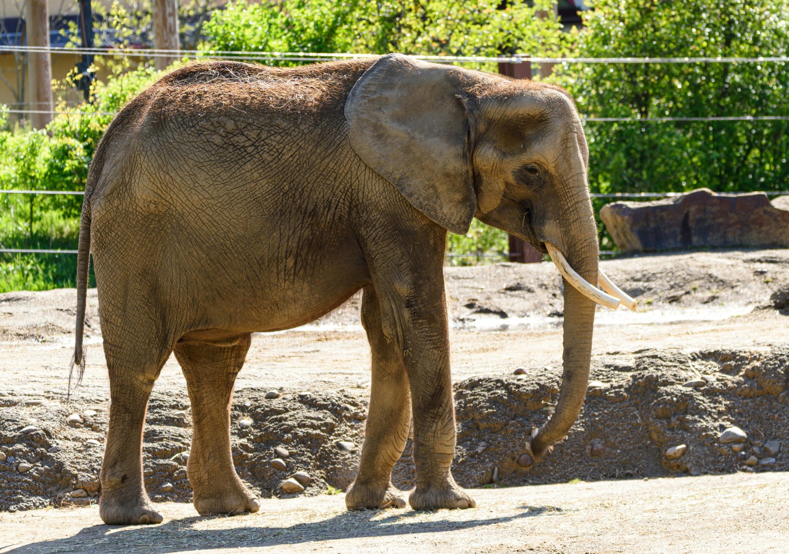  الفيلة تستشعر الاهتزازات الأرضية 