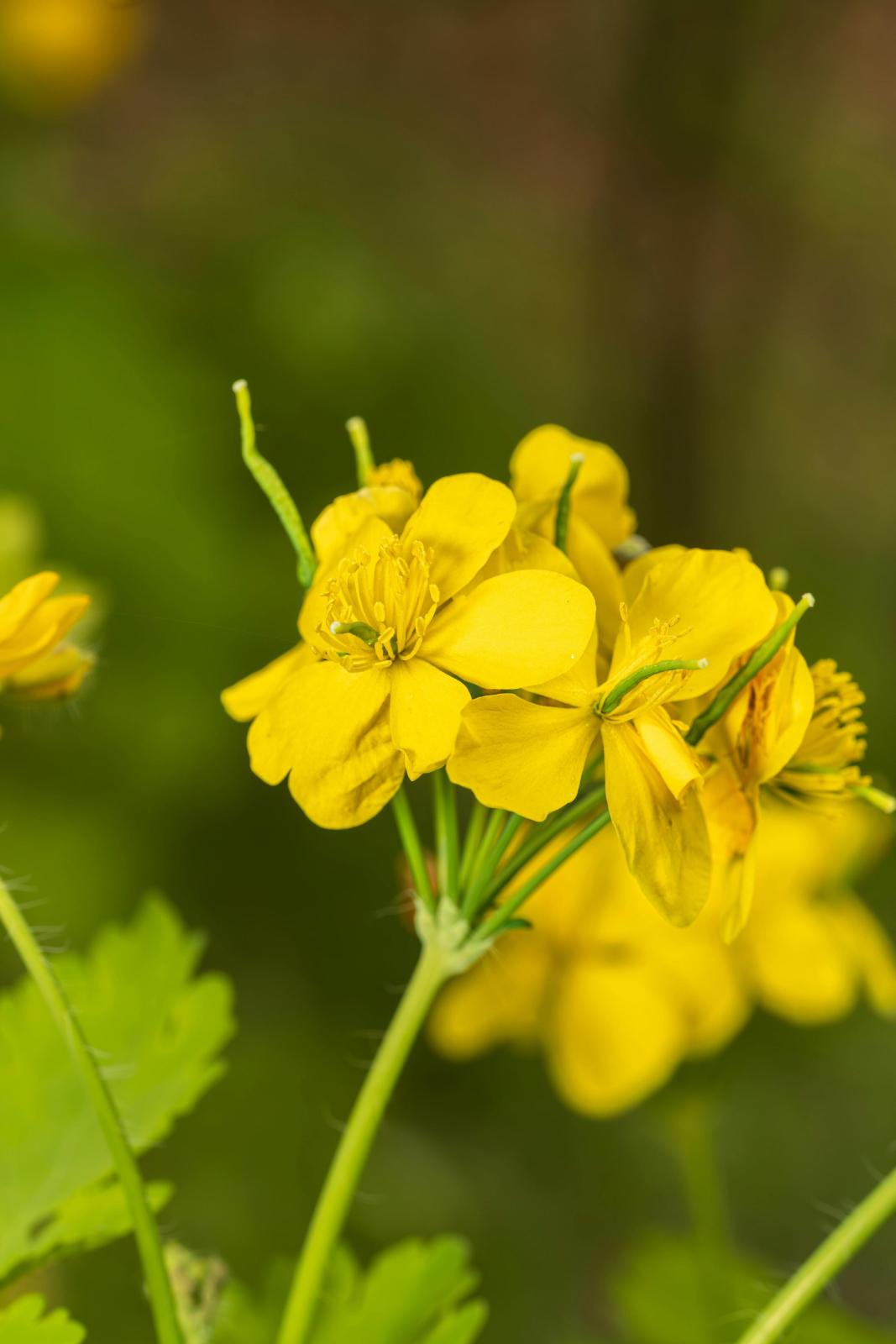 نبات التورمينتيل